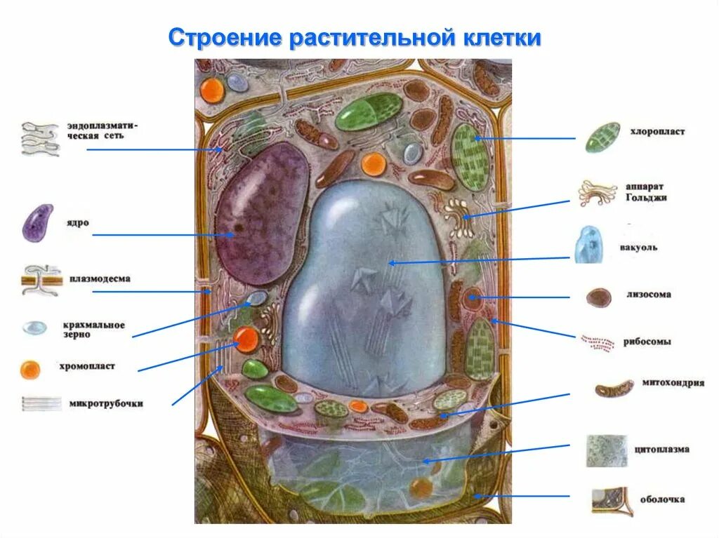 Структура растительной клетки схема. Схема строения растительной клетки. Схема строения клетки растения биология. Структура клетки растения схема