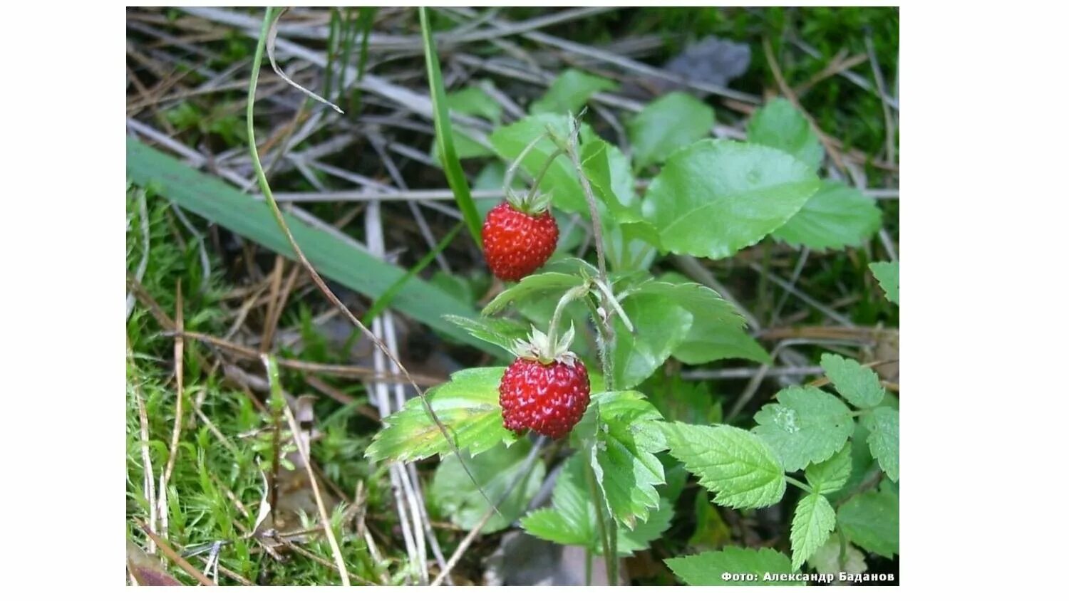 Растения марий эл. Редкие растения марий эл. Дрок беловатый. Редкие растения марий эл. Какие растения в марий эл.