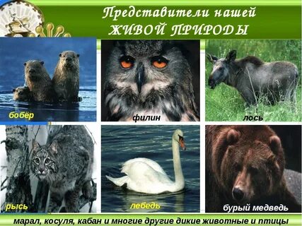 Красная книга башкортостана животные