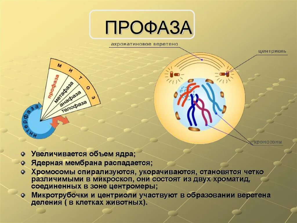 Профаза биология 9 класс. Профаза структура ядра. Строение профазы в митозе. Профаза 1 строение. Биология 9 класс митоз