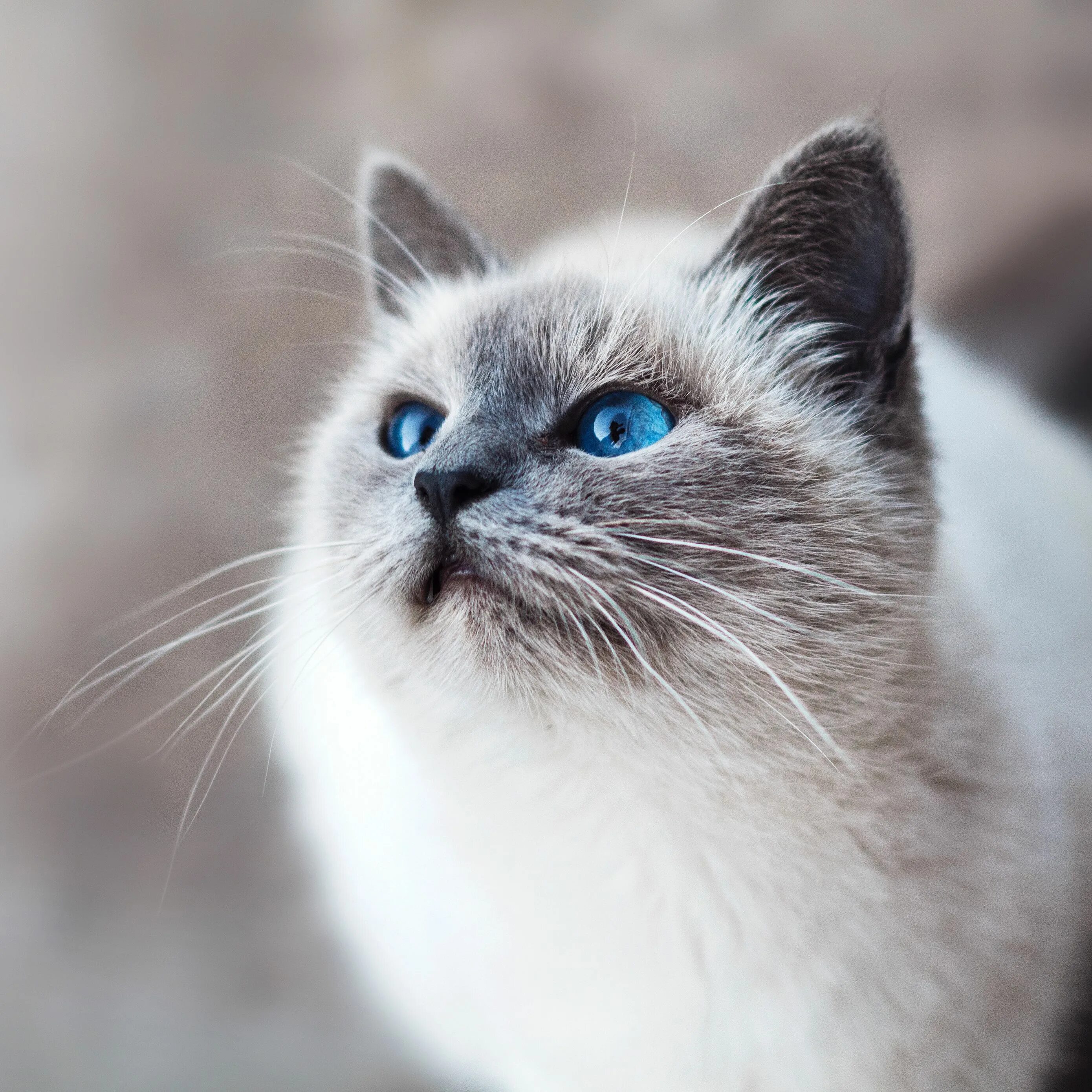 Pin by Éder Costa on Animals Pretty animals, Pretty cats, Cute animals