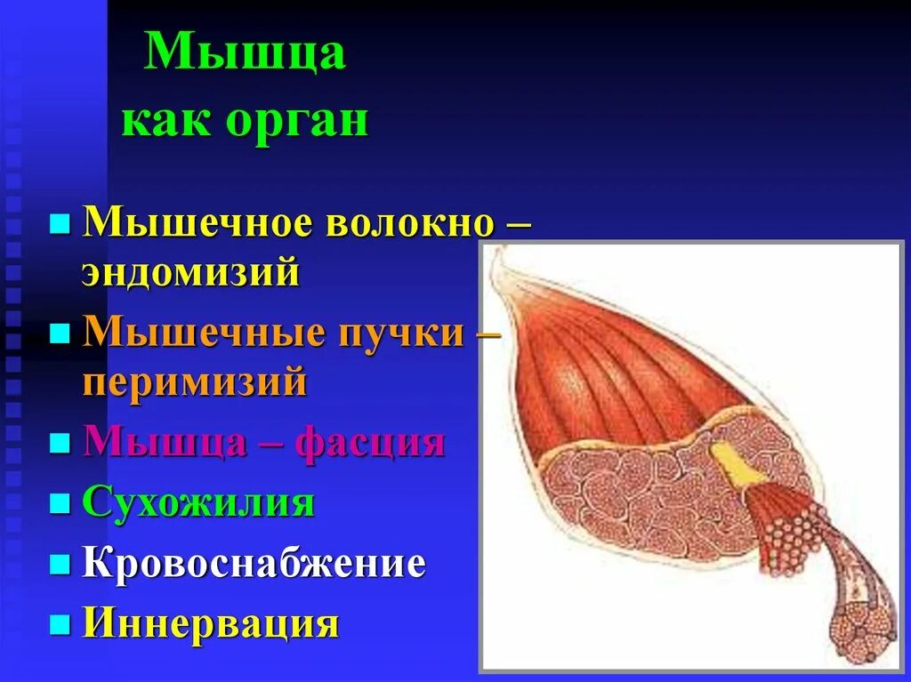 В состав мышцы входит. Мышца как орган. Строение мышечного органа. Структура мышцы как органа. Мышца как орган классификация.