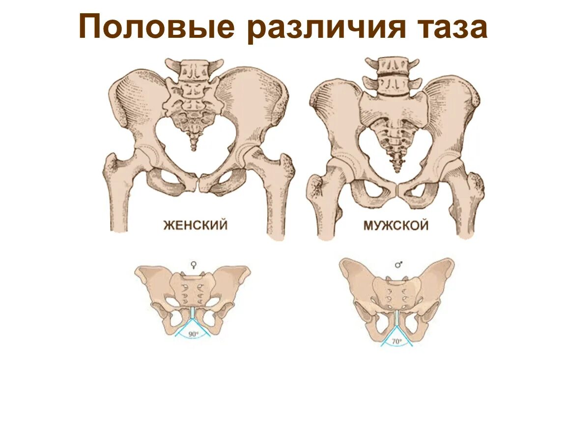 Расширение таза мужчин