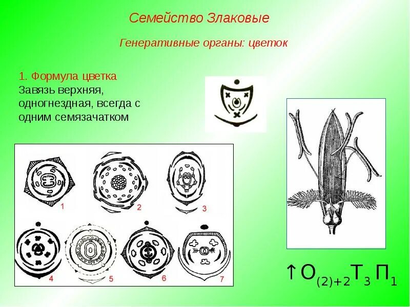 Семейство злаковые и лилейные. Семейство злаковые схема цветка. Семейство Лилейные диаграмма цветка. Диаграмма цветка семейство Однодольные. Формула семейства злаки.