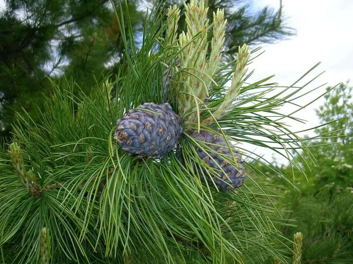 Кедр в подмосковье. Сосна сибирская кедр сибирский. сосна кедровая сибирская сибирский кедр. сосна́ сиби́рская кедро́вая (pínus sibírica). кедр сибирский сосна сибирская pinus sibirica.