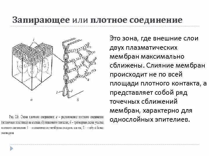 Схемы межклеточных соединений плотный контакт. Схема строения межклеточных контактов. Строение плотного соединения. Плотное межклеточное соединение.