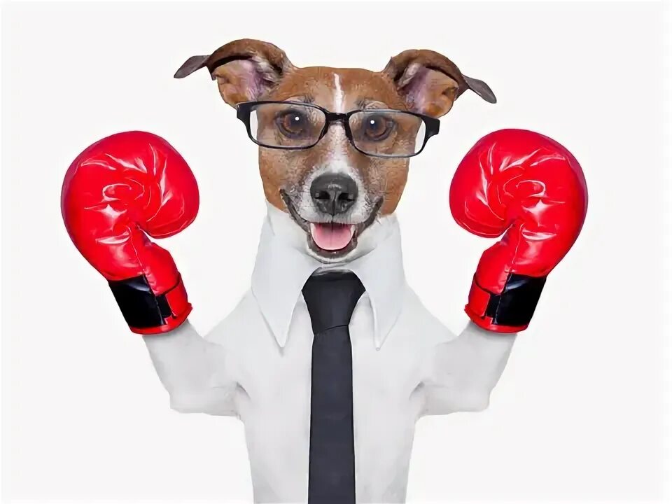 Собака в боксерских перчатках и шортах мем Recolor Picture Pitbull art, Bully breeds dogs, Dog art