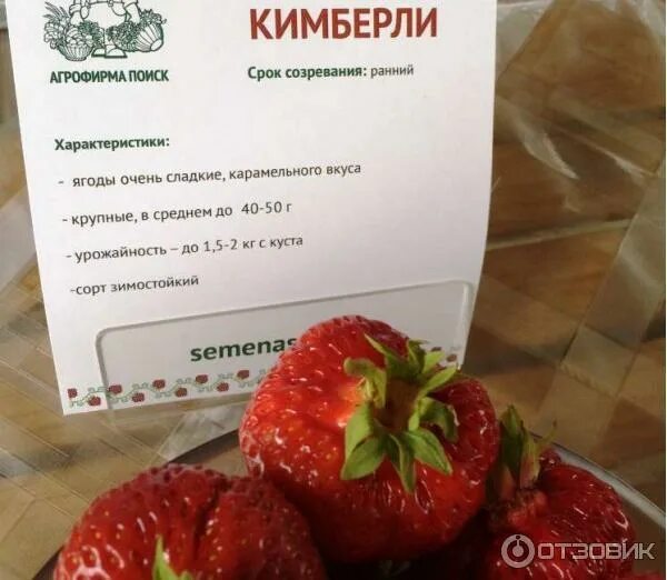 Сделайте описание земляники садовой по следующему плану
