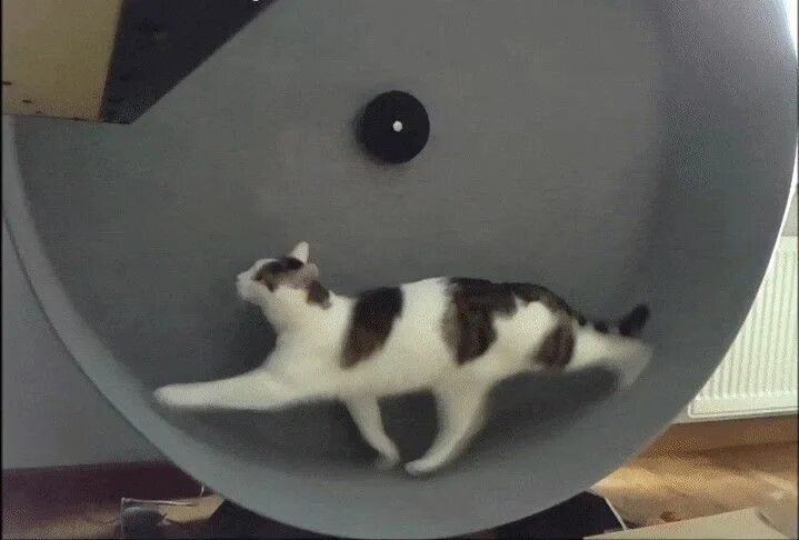 Maxwell the Spinning cat! - YouTube