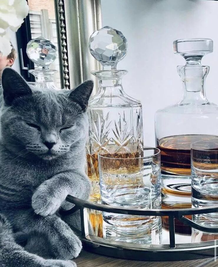 Сколько коты пьют в день. Пьющие коты. Кот выпивает. Кот бухает. Кот лакает виски.