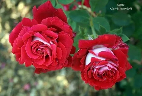 Rose but