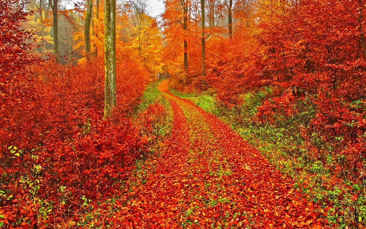 Autumn live