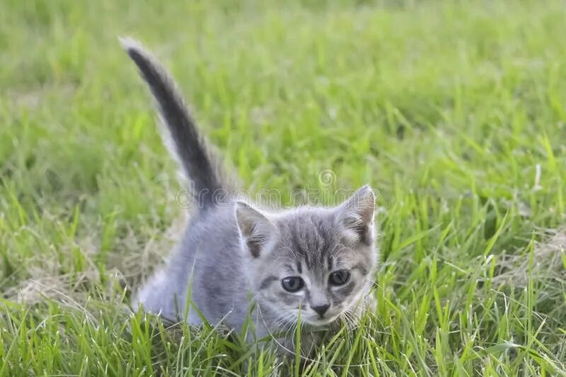 Желтая пшеница серый котенок. Серый котенок хвост трубой. Серый кот бегает. Серый котенок бежит. Маленький котенок бежит по зеленой травке.
