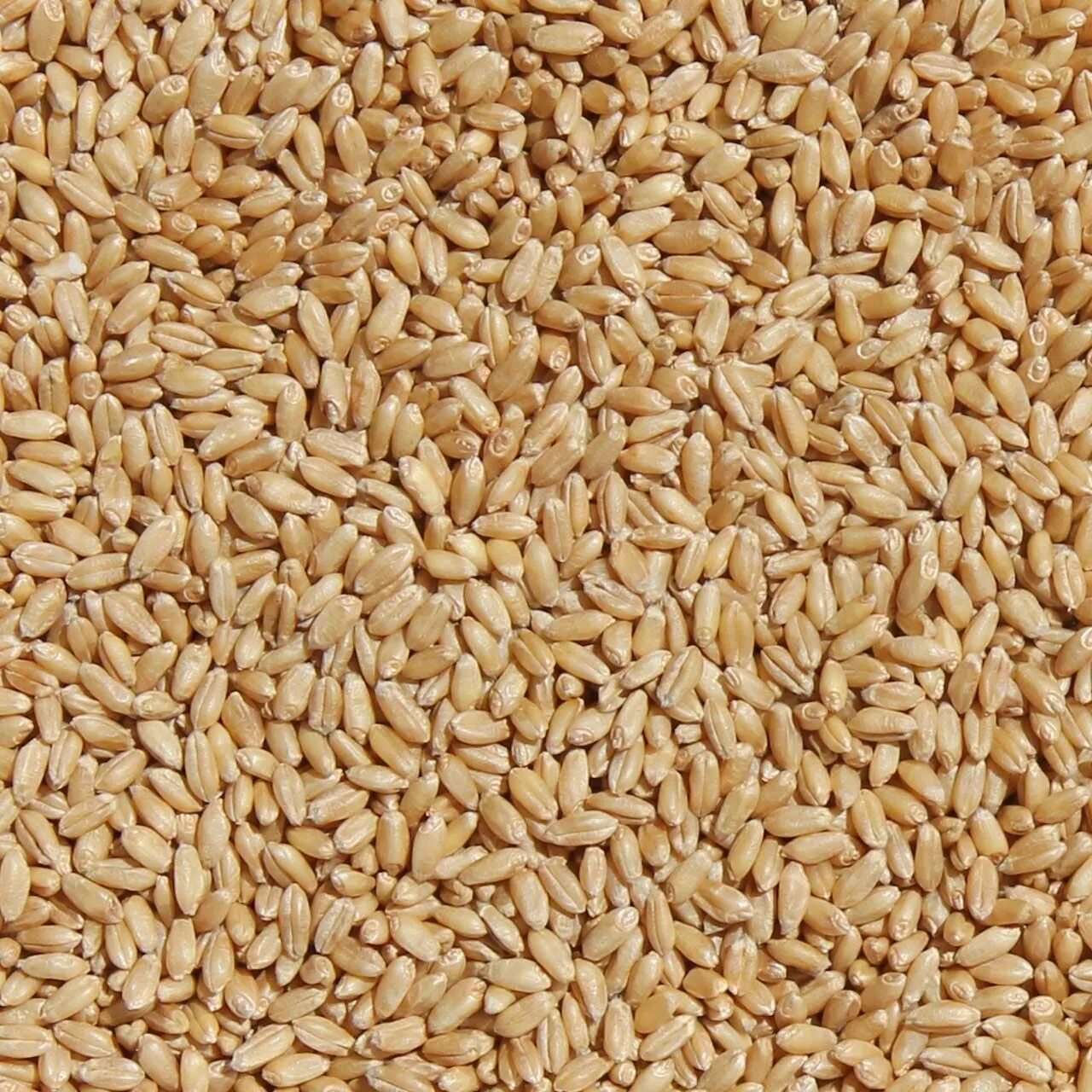 Пшеничное зернышко. Дурум зерно. Ячмень лущеный. Пшеница зерно. Пшеница дурум.