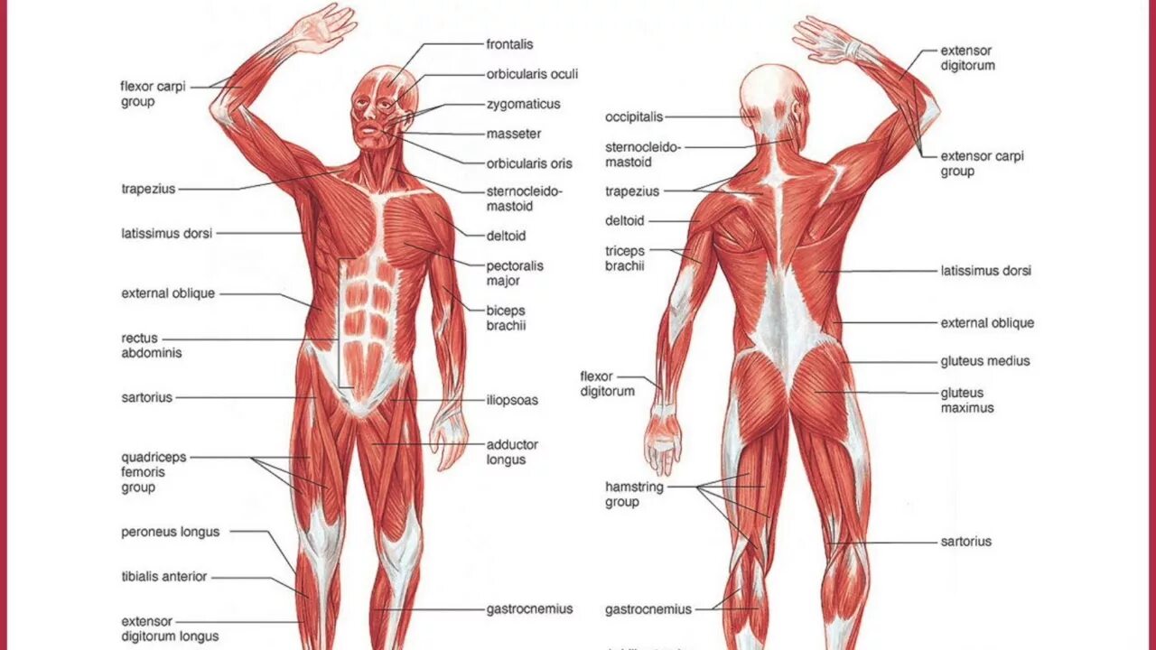 Мышечная система человека. Мышцы человека схема. Мышечная система человека для детей. Мышечная система человека с подписями. Главная мышца тела