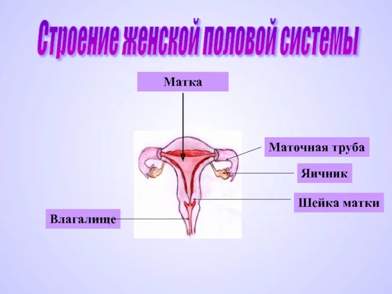 Строение мочевой системы у женщин. Урок женского строения. Урок женского строения. Урок женского строения. Строение женской репродуктивной системы.