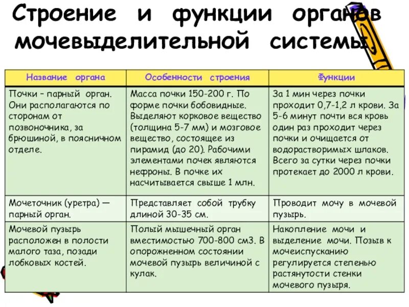 Презентация по биологии 6 класс по теме:"Строение побега и почек".