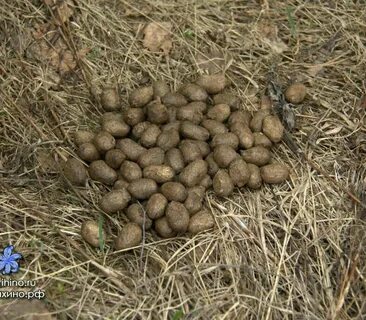 Чей помет в лесу