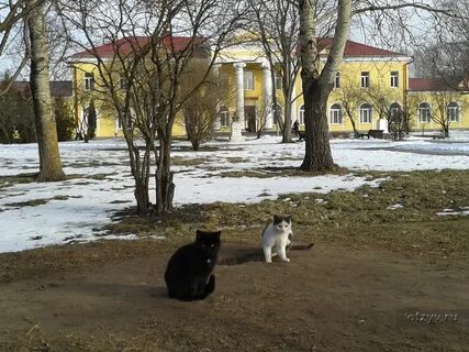 Аста старая русса