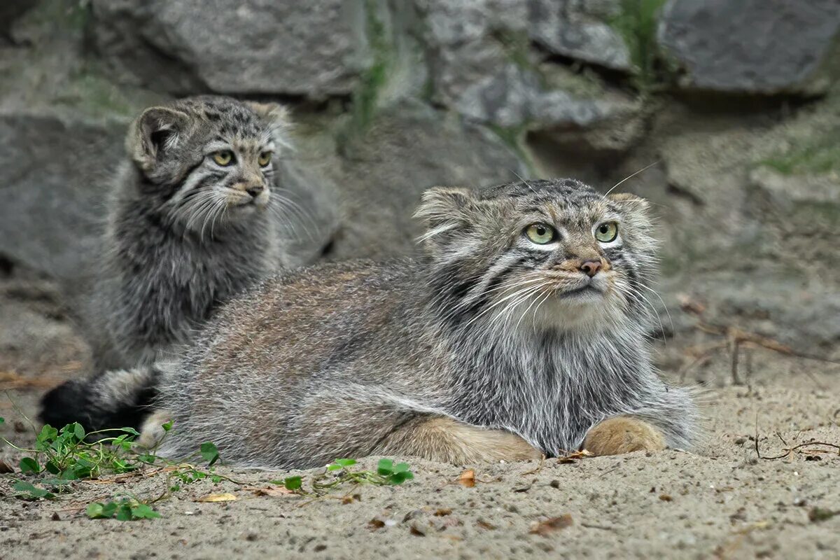 Кот Манул. Сибирский дикий кот Манул. Самка манула. Камышовый кот Манул. Густота шерсти сибирского манула