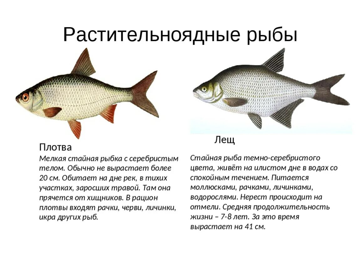 Пресноводные растительноядные рыбы. Рыба подлещик хищная. Строение рыбы подлещик. Травоядные рыбы речные.