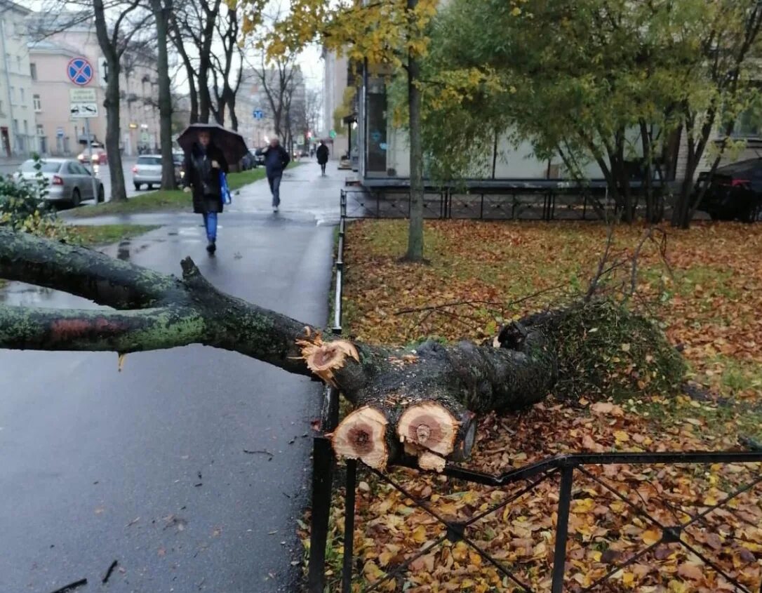 Сильный ветер в петербурге сегодня. Сильный ветер. сильный ветер в санкт-петербурге. сильный ветер осенью. плохая погода.