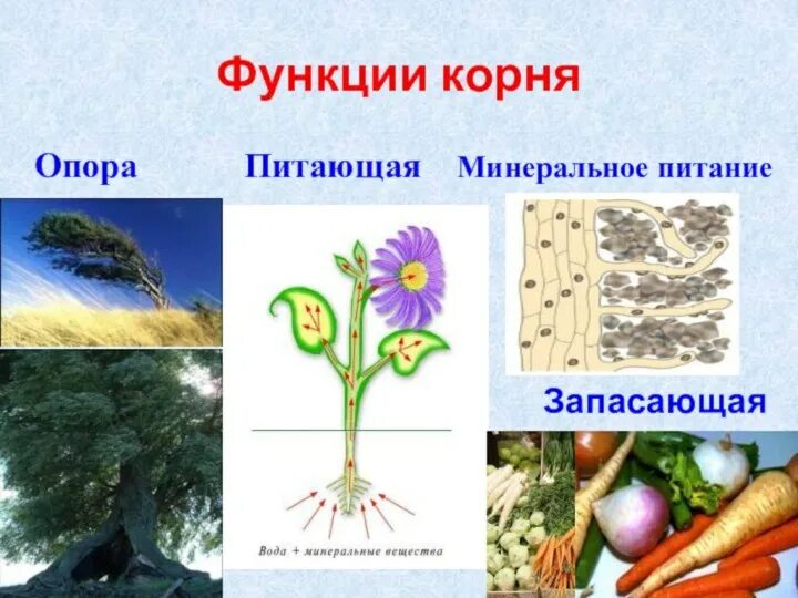 Опорная функция растения. Корни подпорки функции. Функции корня. Запасающая функция корня.