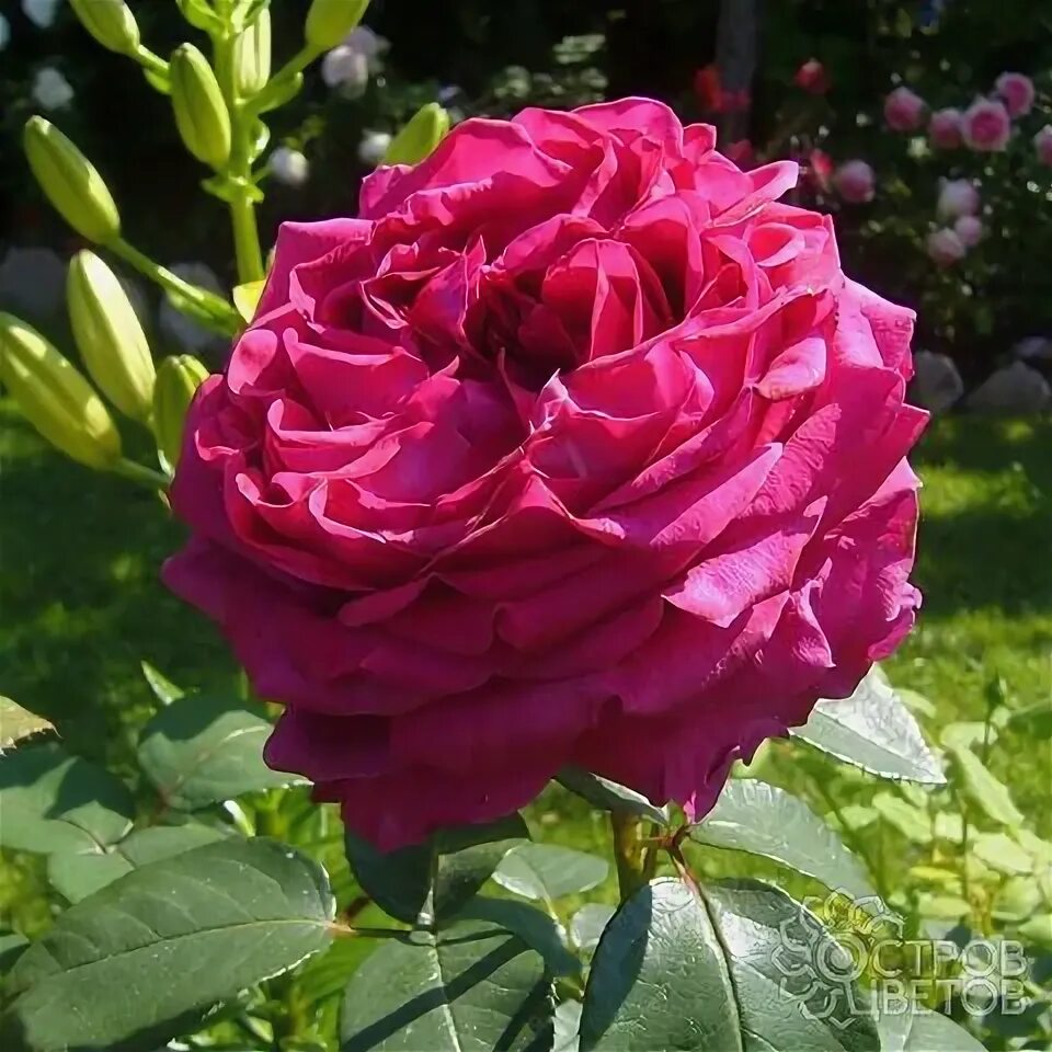 Галерея - Rose des 4 Vents (DELroufra, La Rose des 4 Vents, Simply Stunning) - Э