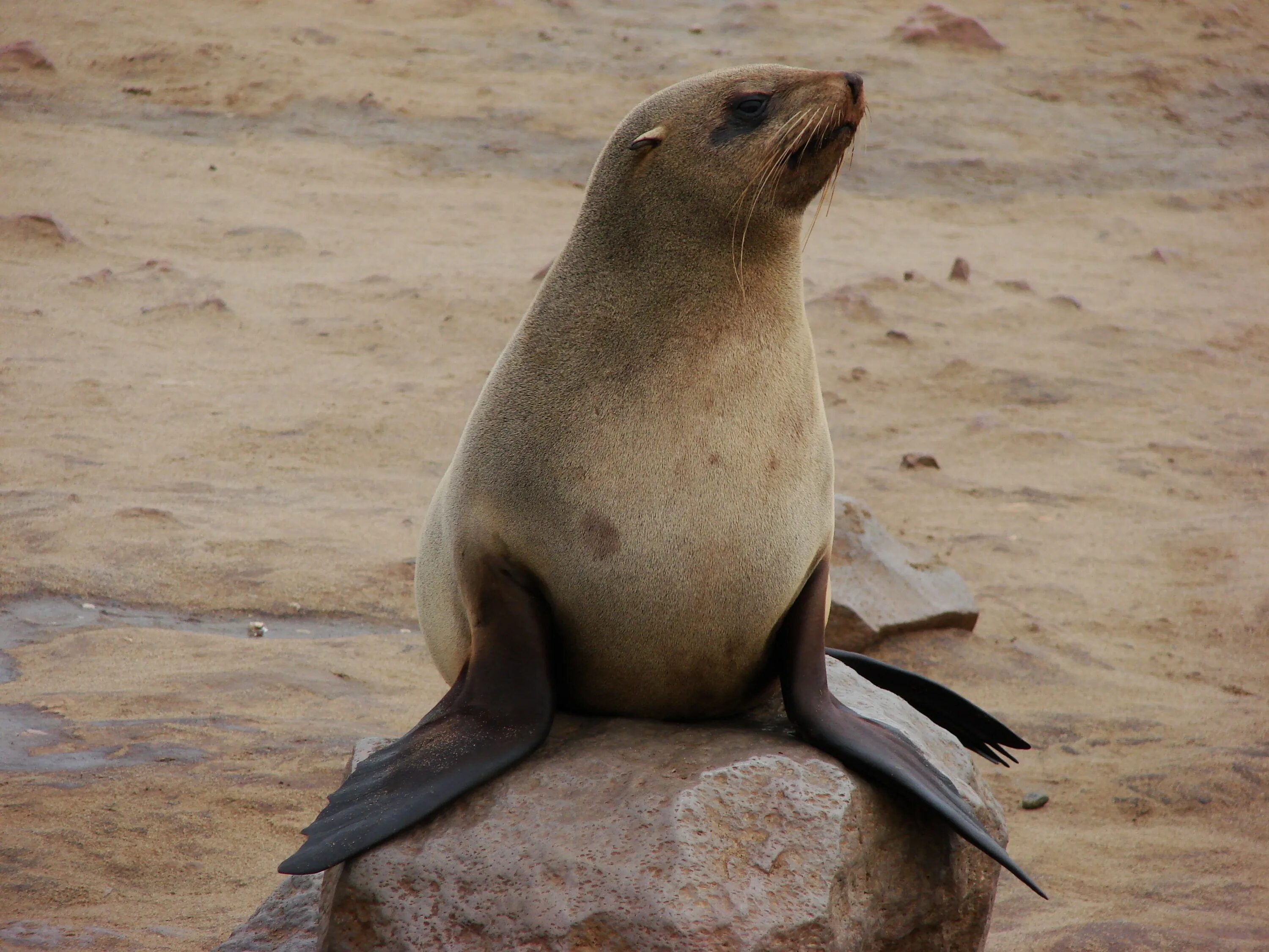 Лапа ласта. Seal Нерпа хвост. Ластоногие анатомия. Ласты тюленя.