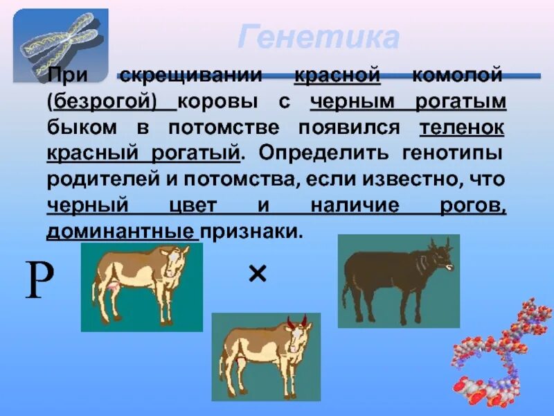 Генотипы лошадей. Генетика коров. Генетика скрещивание. Скрещивание коров. Генотип коровы.