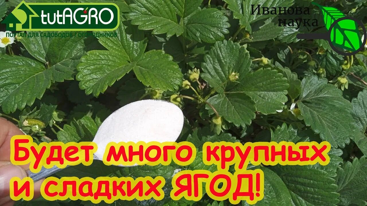 Можно ли брызгать клубнику во время цветения. Подкормить клубнику. подкормка клубники во время цветения. сем подкормить клубнику вовремя цветения. подкормить клубнику весной.