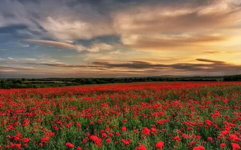 Poppy market