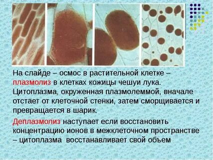 Плазмолиз это в биологии