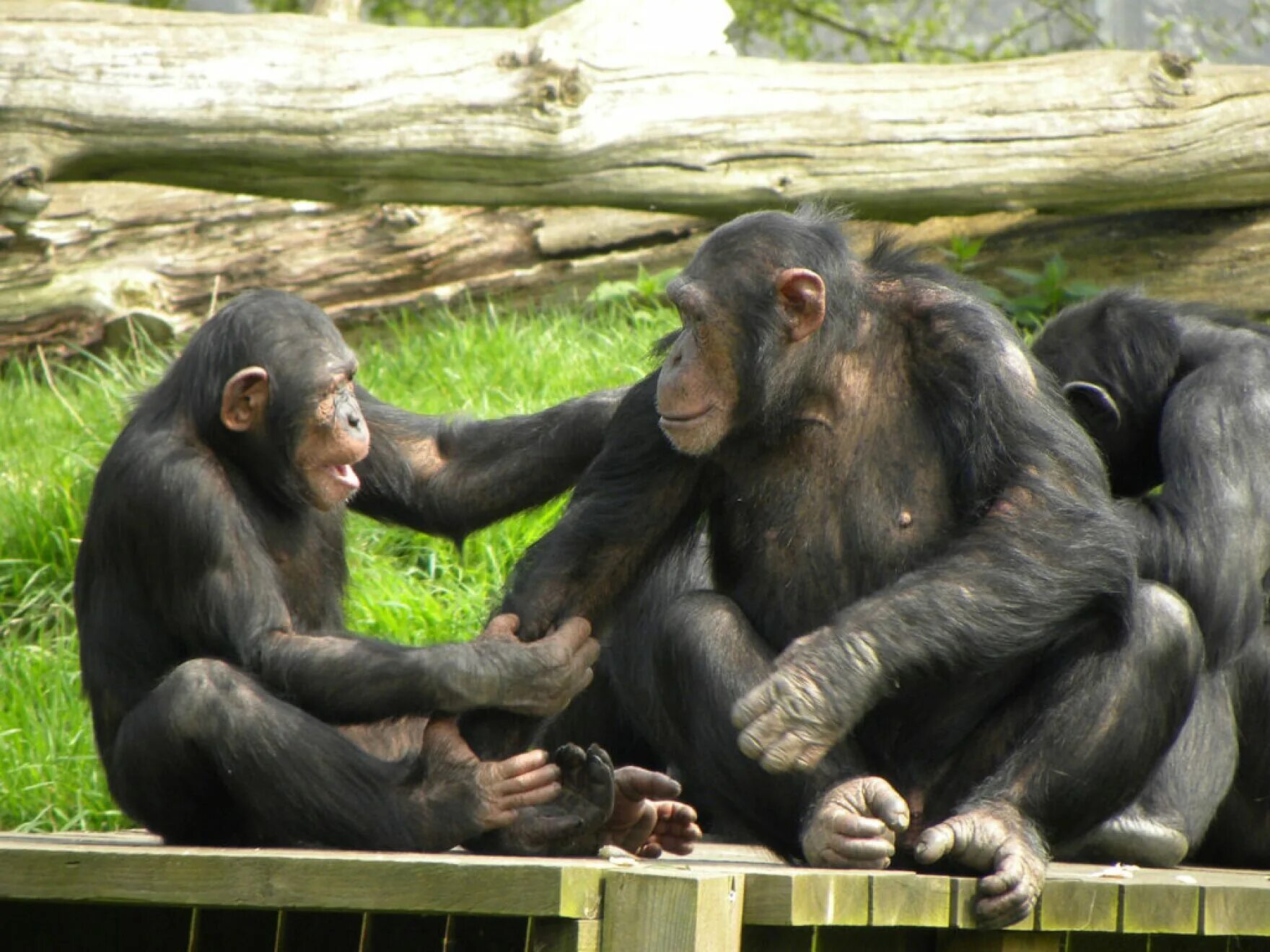 Animal communication. Шимпанзе бонобо. Общение обезьян. Коммуникация обезьян. Обезьяны общаются.