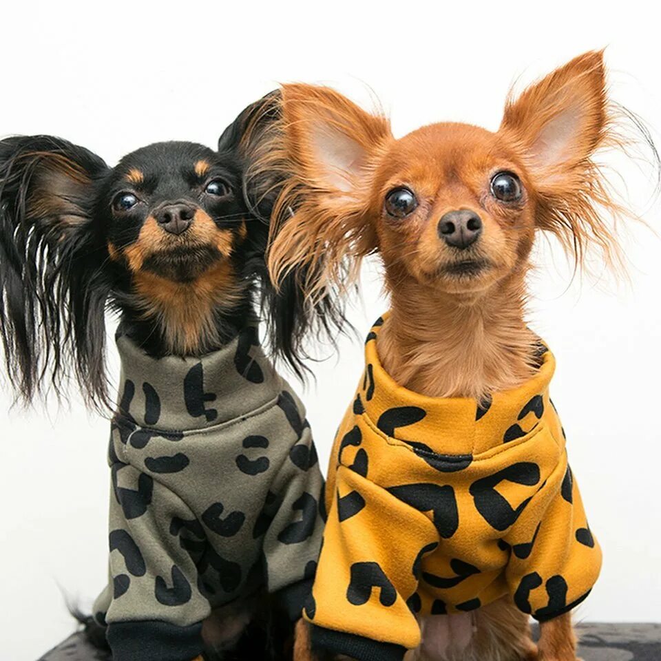 русский той-терьер. тор-терьер порода. русский той-терьер. русский той-терьер. русский той-терьер.