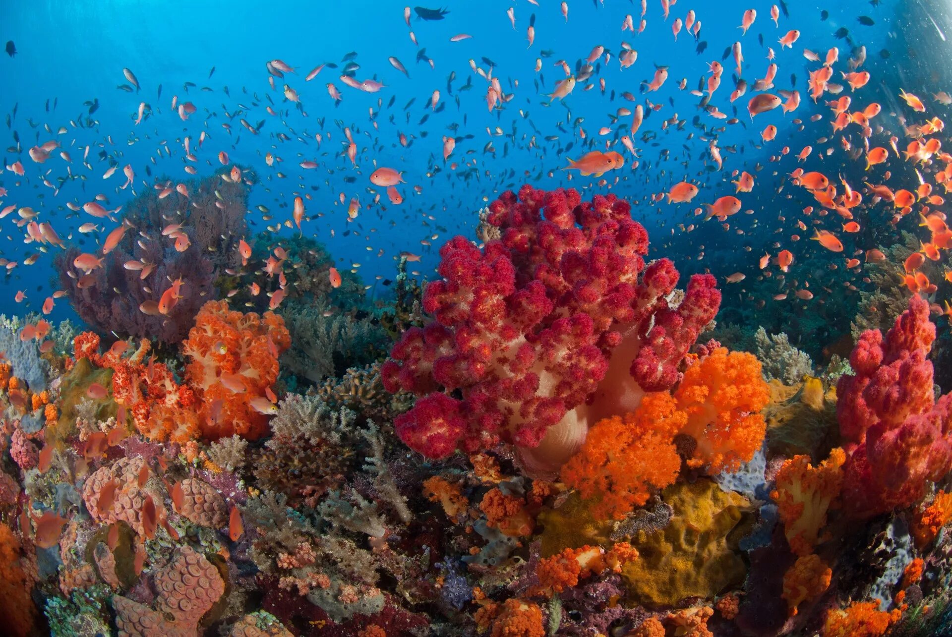 Красное море значение