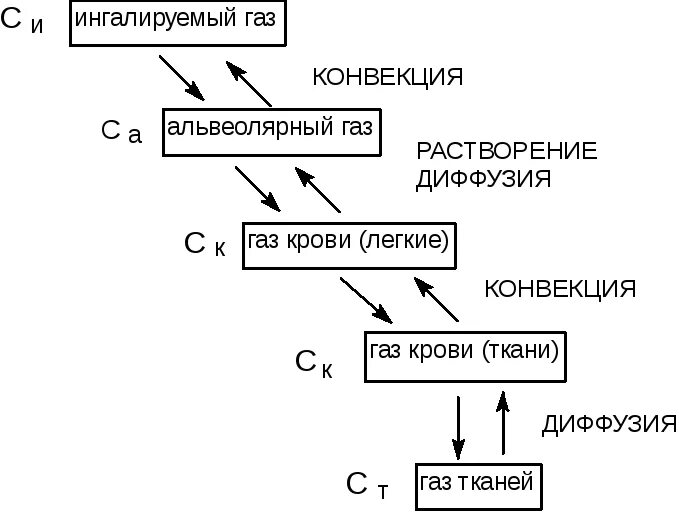 Растворение крови. Конвекция газов. Конвективное движение газов физиология. Конвекция в легких. Растворение токсикантов.