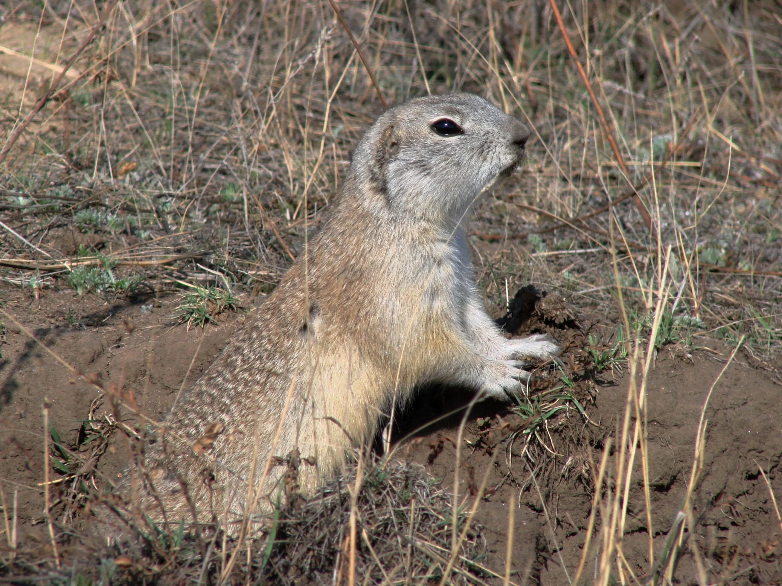 Животные приколы. Воронежские суслики. Каждый суслик в поле агроном. Суслик в поле агроном. Каждый суслик в поле агроном.