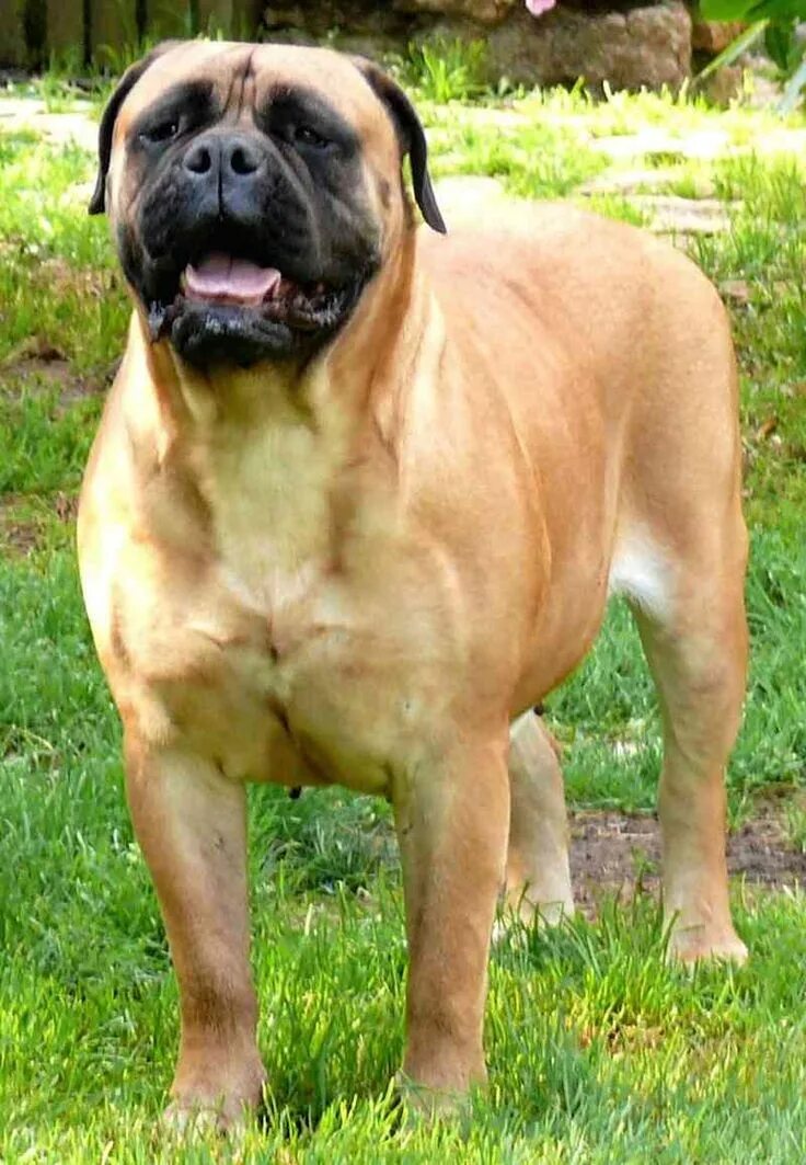 List of mastiff type breeds