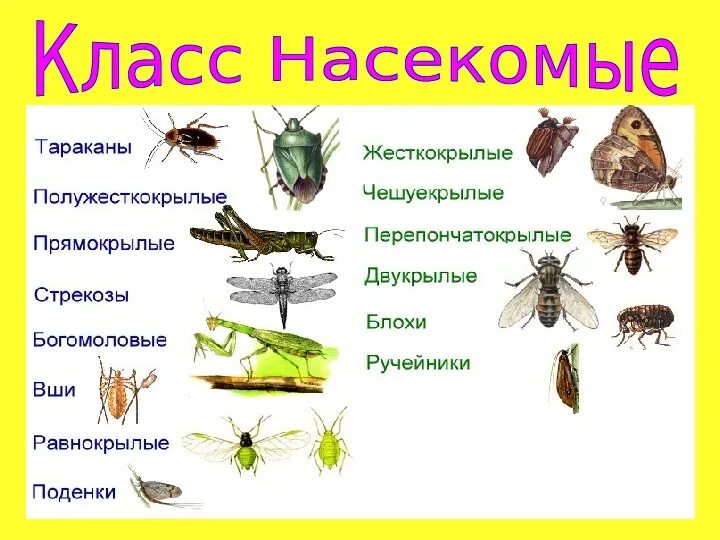 Особенности групп насекомые. Общие признаки класса насекомых 7 класс. Проект отряды насекомых 7 класс биология. Многообразие насекомых 7 класс доклад по биологии. Доклад по биологии 7 класс по теме насекомые.