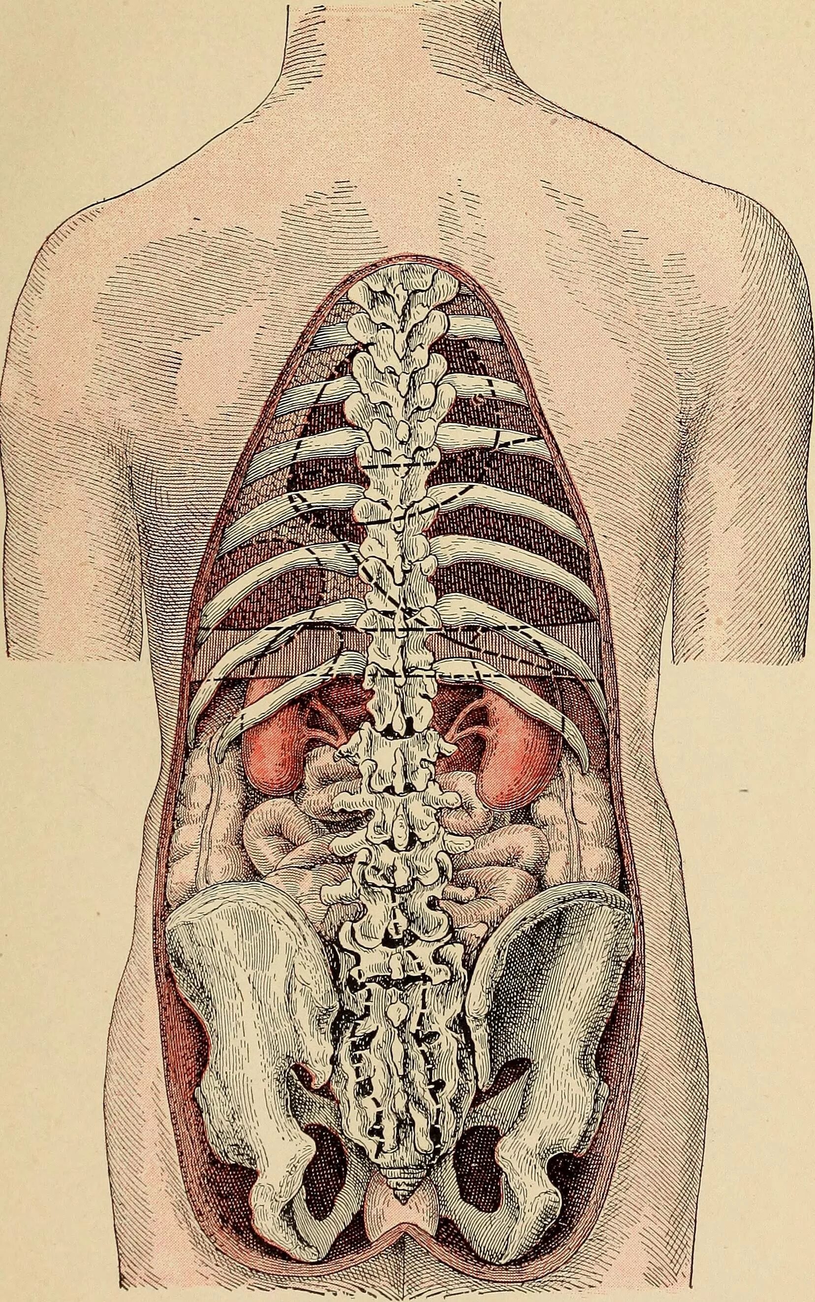 Органы в пояснице. Внутренние органы со спины. Органы человека со спины. Анатомия внутренних органов со спины. Внутрениеторганы сотпины.