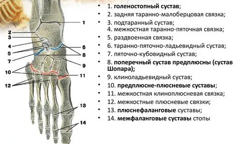Поперечный сустав предплюсны