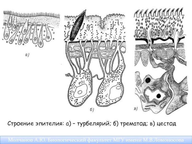 Строение кожно мускульного мешка. Тегумент у плоских червей. тегумент сосальщиков. строение тегумента плоских червей. тегумент цестод.
