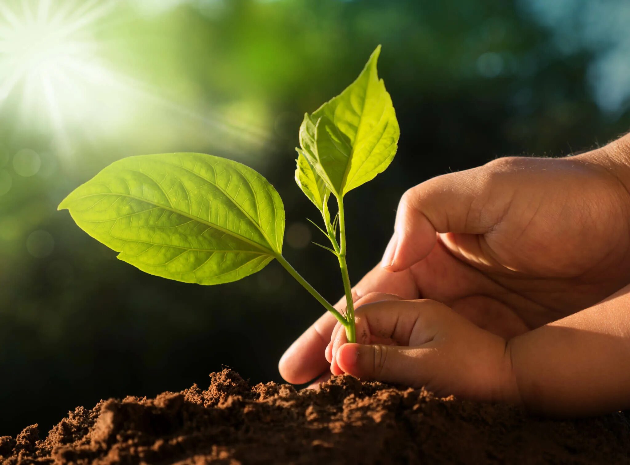 Seeding for a new generation