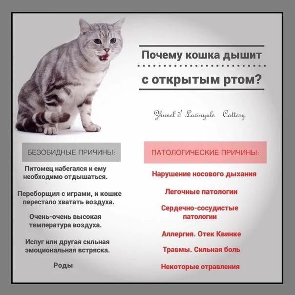 Кот дышит. Кошка дышит с открытым ртом. Открытый кошачий рот. Почему кошка дышит с открытым ртом и высунутым языком. Котенок дышит с открытым ртом после игры.