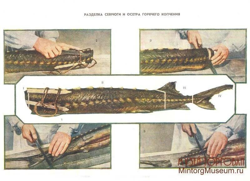 Как почистить осетрину. Разделывание стерляди. Как почистить осетрину. Разделывание стерляди. Стерлядь разрезанная.