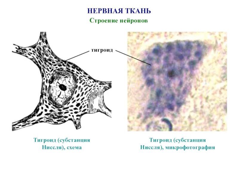 Тигроид гистология. Строение нейрона тигроид. тигроид в нервных клетках строение. тельца ниссля гистология строение. нервная ткань строение нейрона тигроид.