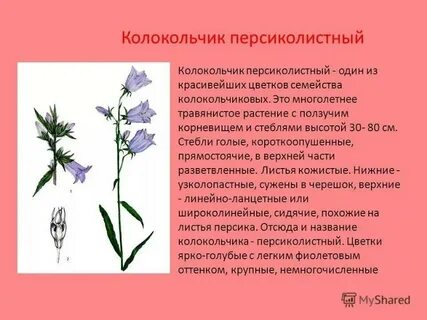 Систематика колокольчика