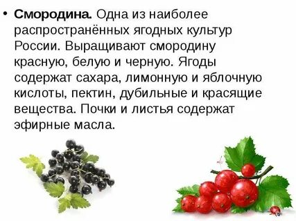 Какие ягоды от каких болезней