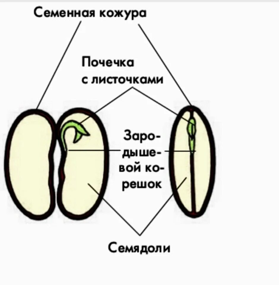 Изучите строение семени яблони тыквы подсолнечника. Семена яблони строение. Строение семени тыквы 6 класс биология. Строение семени тыквы.